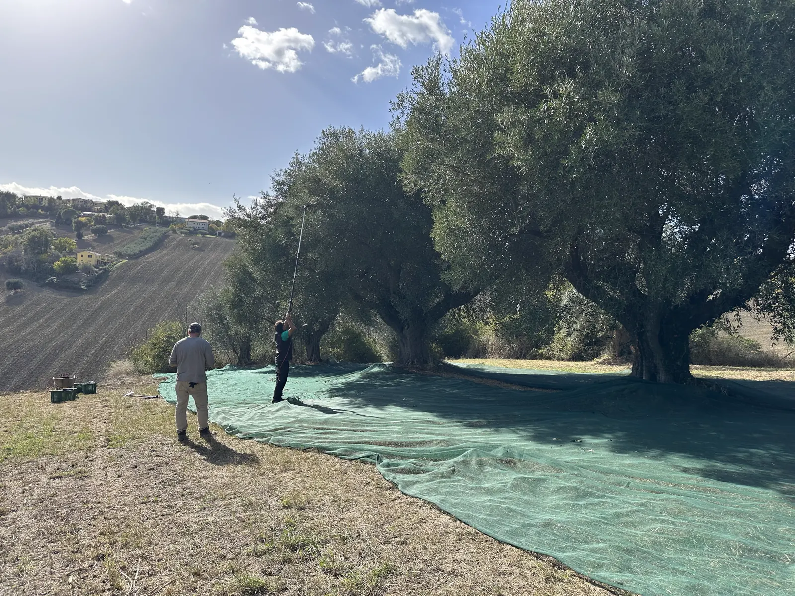How extra virgin olive oil is made, from olive to bottle