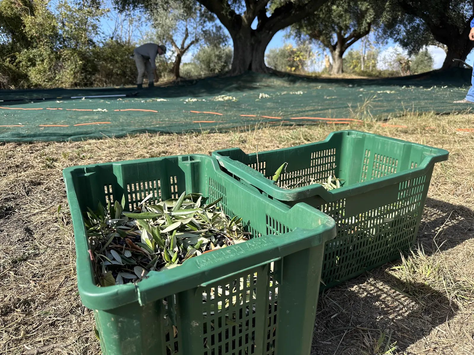 Blend or single variety: which olive oil to choose