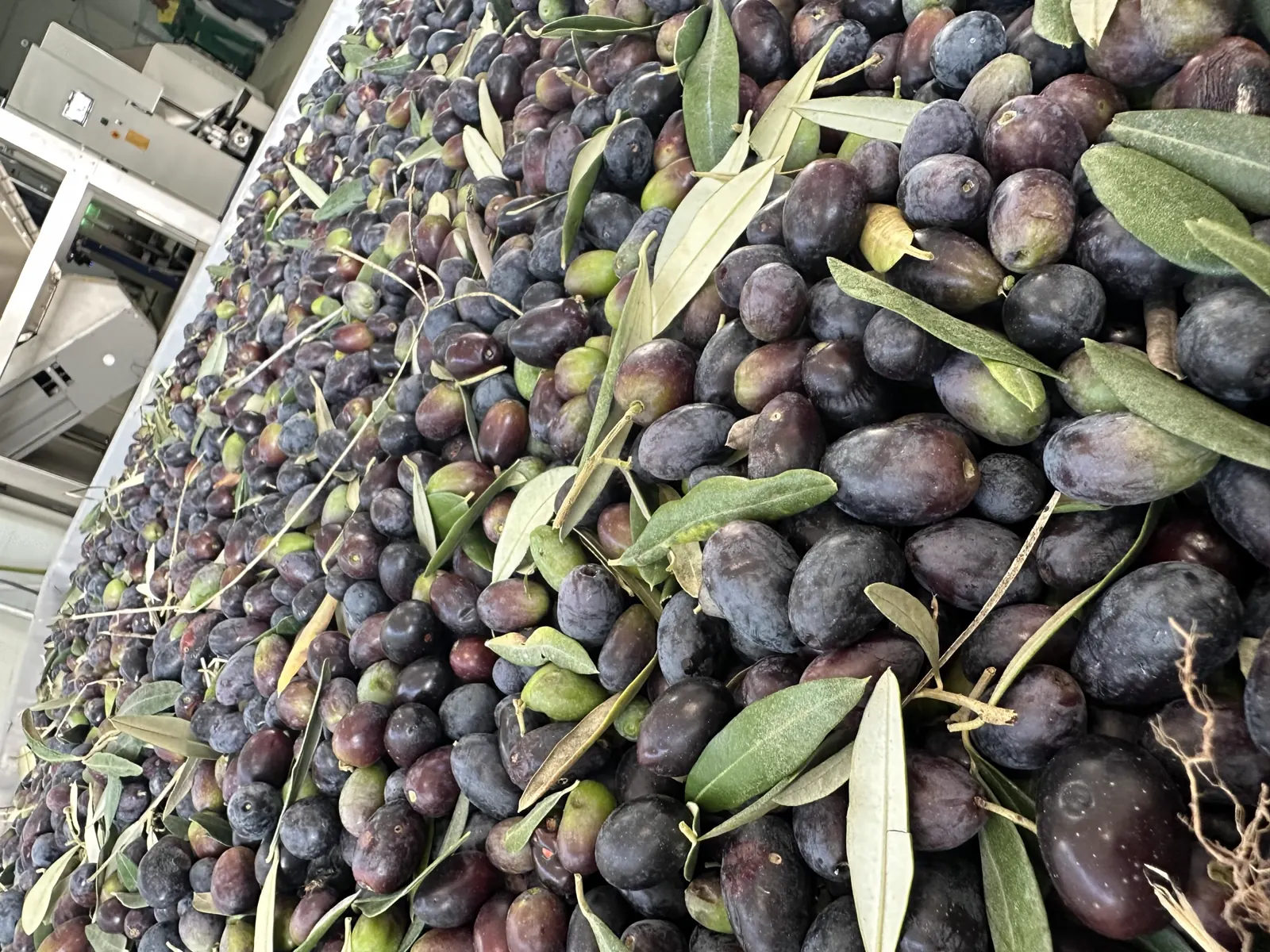 How to recognise a quality extra virgin olive oil