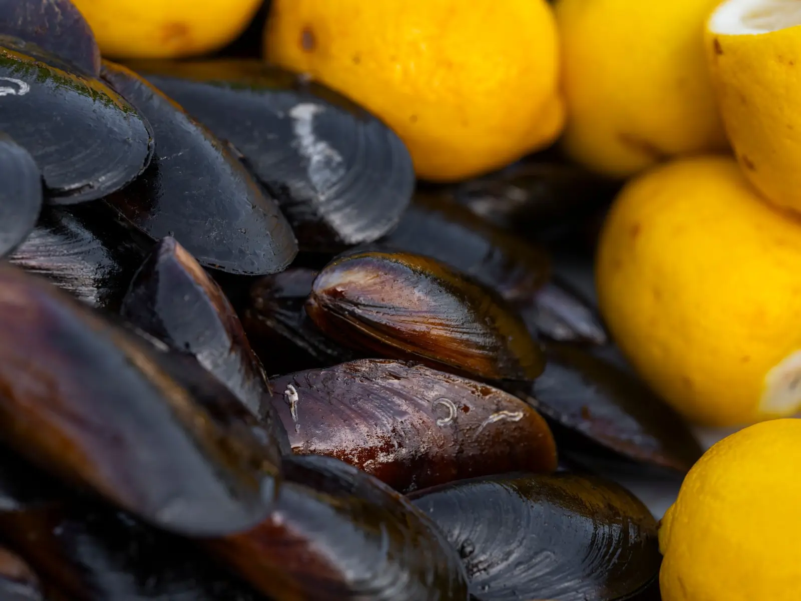 Mussels marinara, Conero style